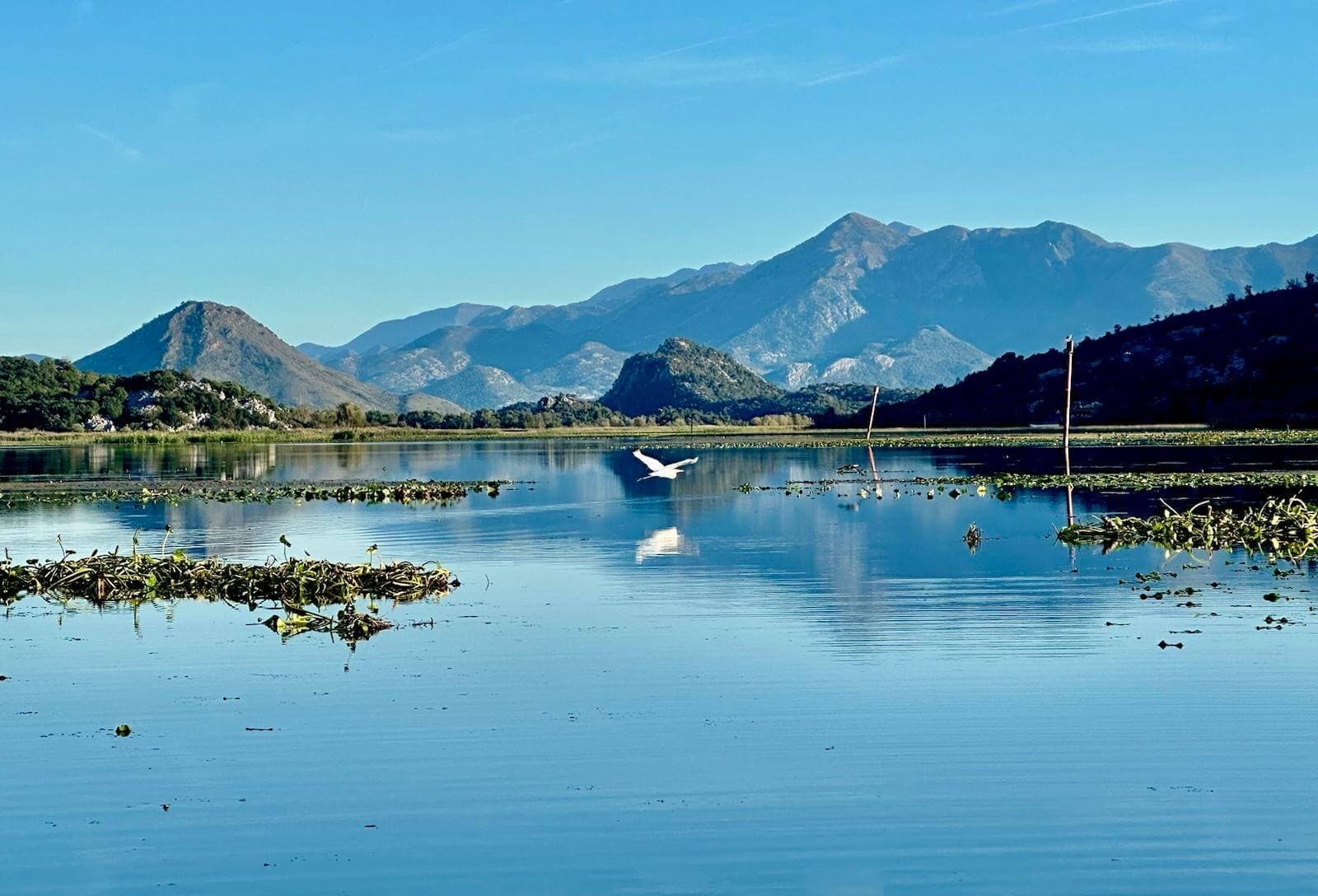 Aves en vuelo sobre el lago Skadar, Montenegro
