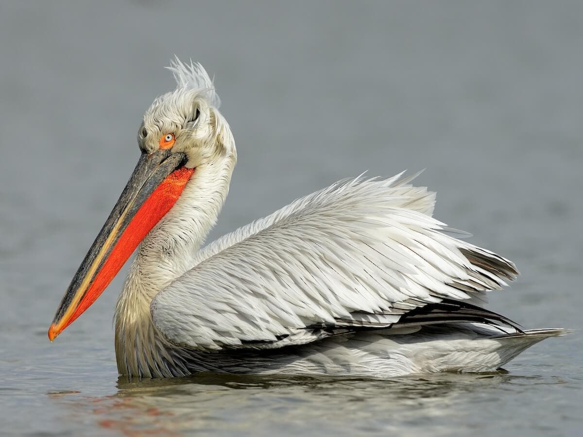 Pelícano ceñudo, la especie emblemática del lago Skadar, con la nuca rizada y la bolsa gular naranja de cría