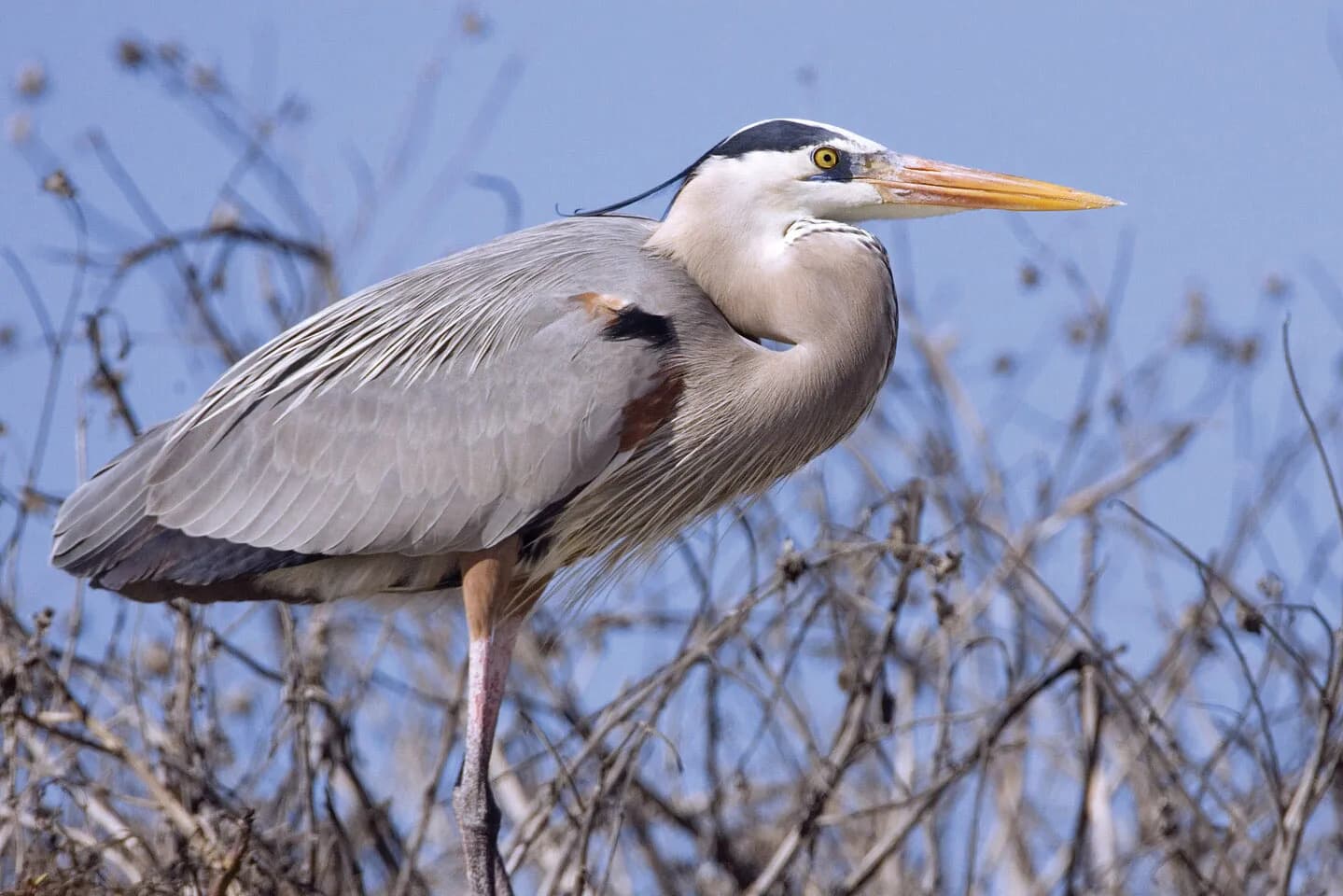 Una garza permanece inmóvil a la orilla del agua entre la vegetación ribereña del lago Skadar