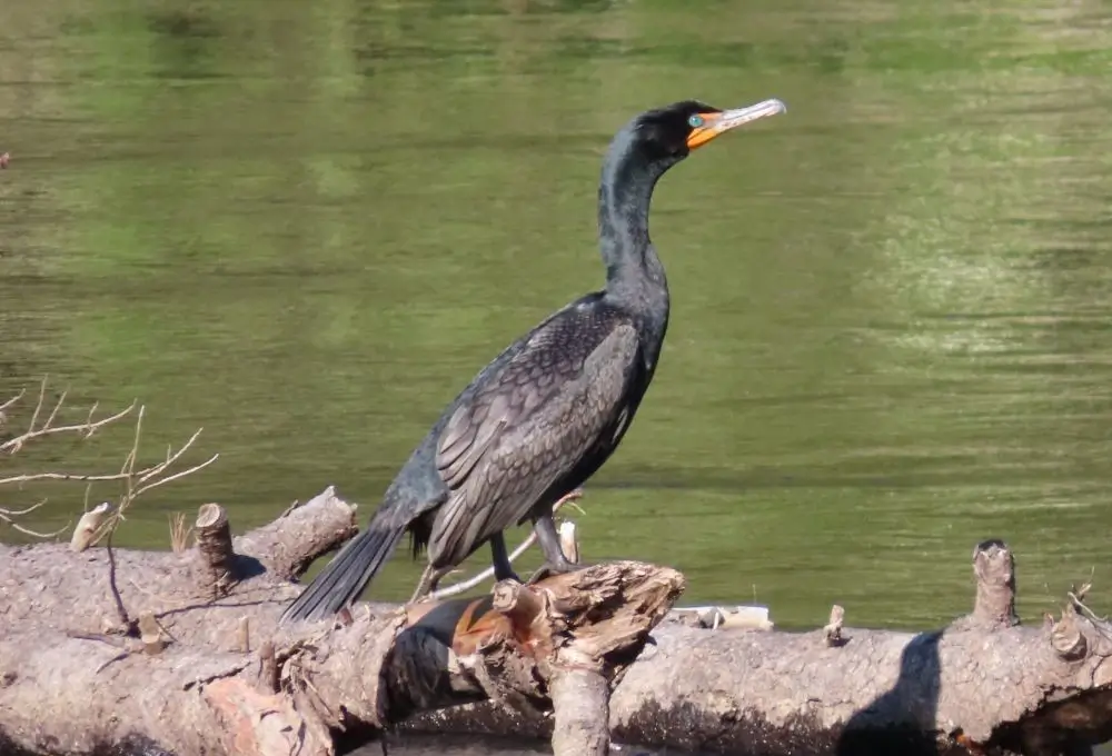 Un cormorán posado en un tronco caído sobre las aguas verdes del lago Skadar