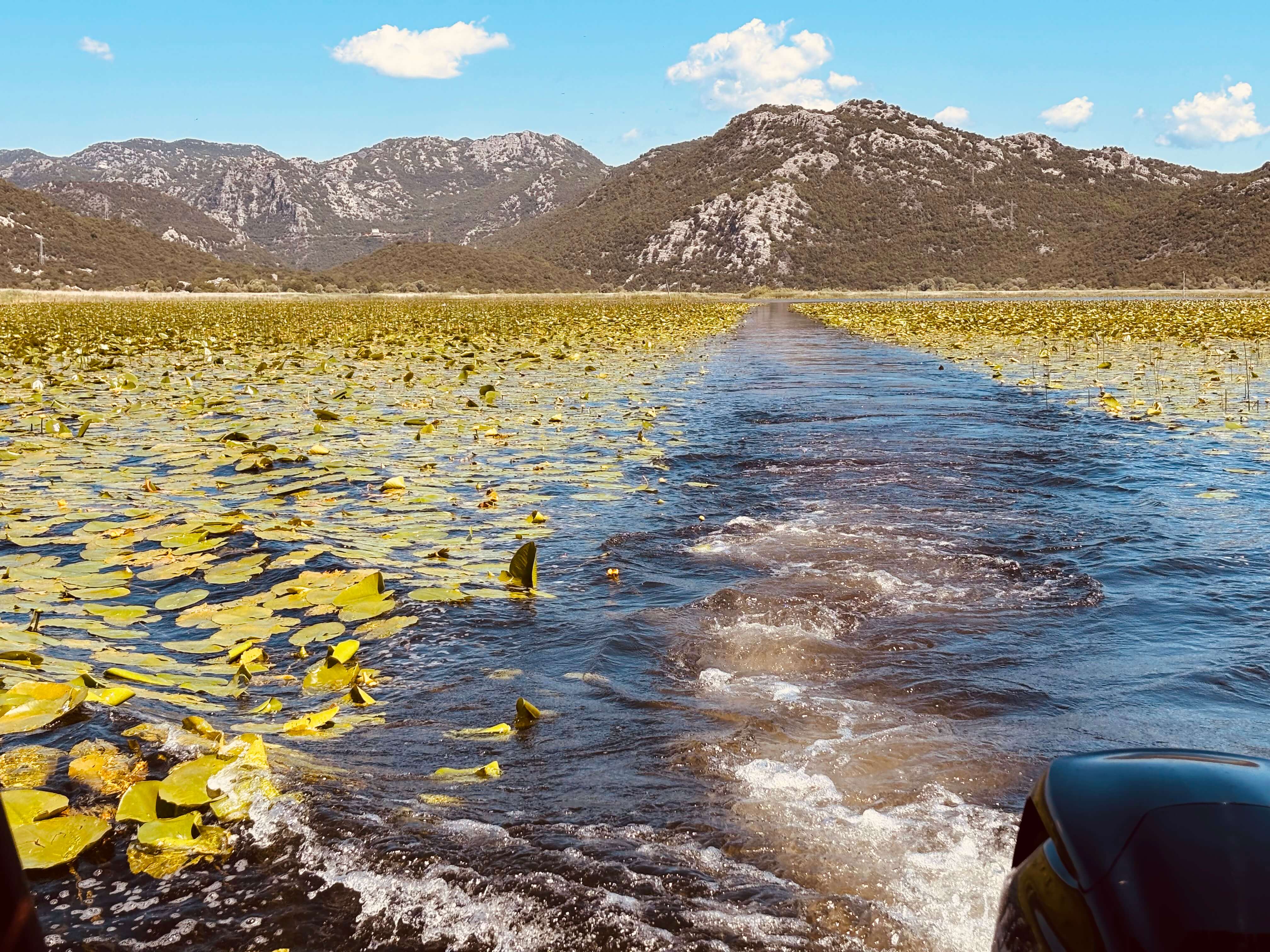 Barco navegando entre los nenúfares hacia las montañas en una excursión al cañón en el lago Skadar
